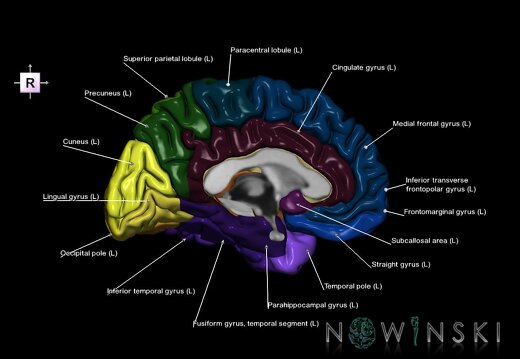 G1.T3.2.V4.C3.L1.Cerebrum left