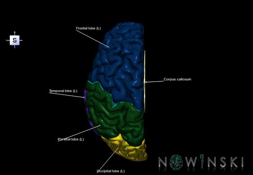 G1.T3.2.V5.C2.L1.Cerebrum left