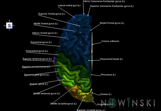 G1.T3.2.V5.C3.L1.Cerebrum left