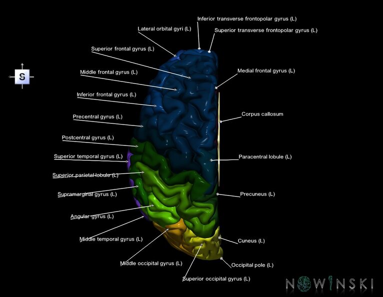 G1.T3.2.V5.C3.L1.Cerebrum_left.tiff