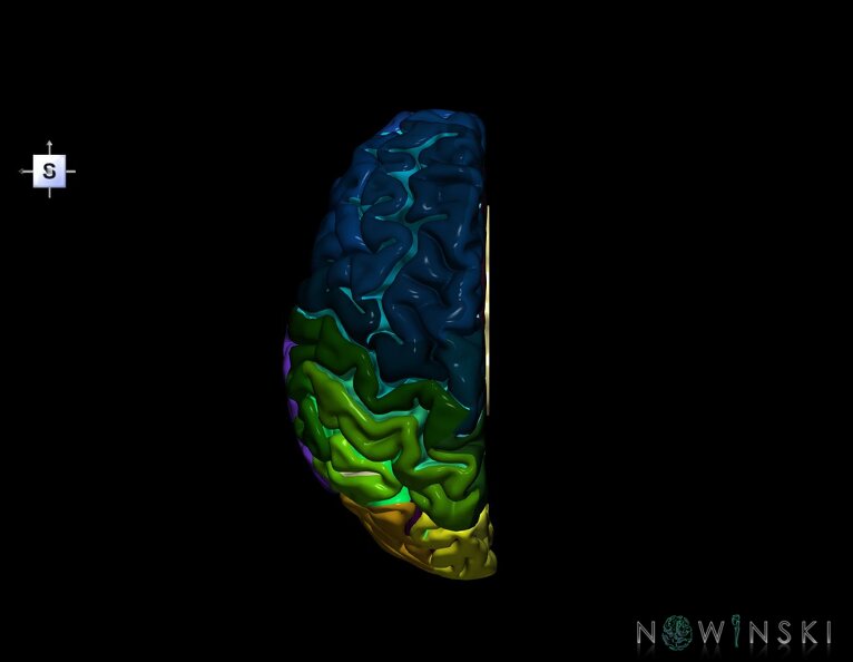 G1.T3.2.V5.C4.L0.Cerebrum_left.tiff