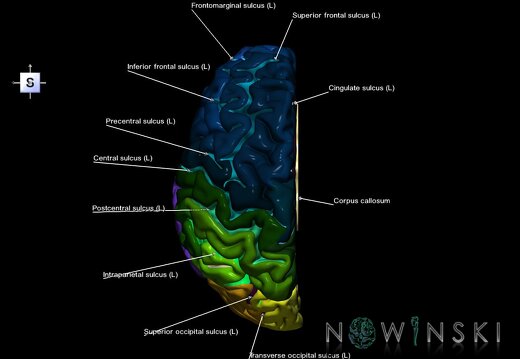 G1.T3.2.V5.C4.L1.Cerebrum left