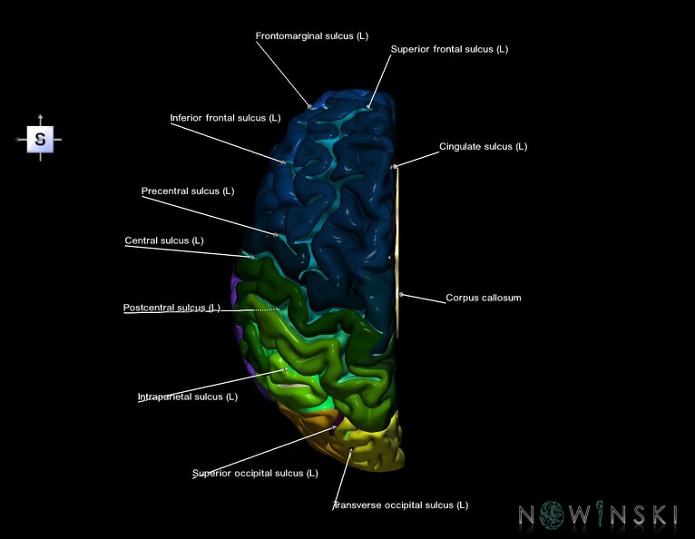 G1.T3.2.V5.C4.L1.Cerebrum_left.tiff