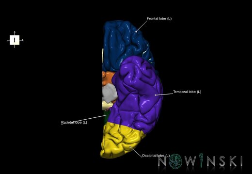 G1.T3.2.V6.C2.L1.Cerebrum left