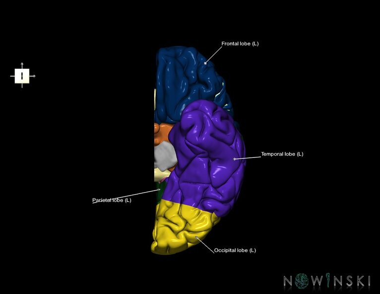 G1.T3.2.V6.C2.L1.Cerebrum_left.tiff