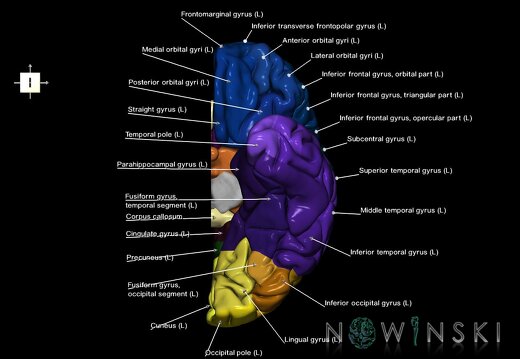 G1.T3.2.V6.C3.L1.Cerebrum left