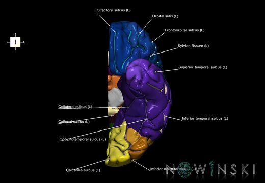 G1.T3.2.V6.C4.L1.Cerebrum left