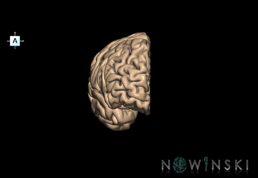 G1.T3.3.V1.C1.L0.Cerebrum right