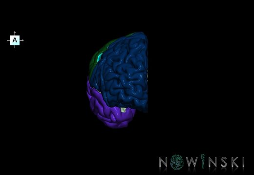 G1.T3.3.V1.C2.L0.Cerebrum right