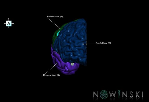 G1.T3.3.V1.C2.L1.Cerebrum right