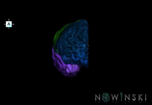 G1.T3.3.V1.C3.L0.Cerebrum right