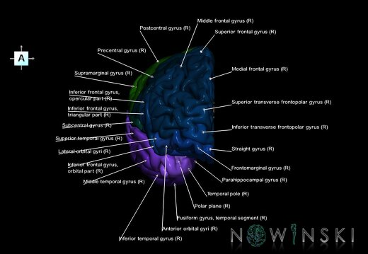 G1.T3.3.V1.C3.L1.Cerebrum right