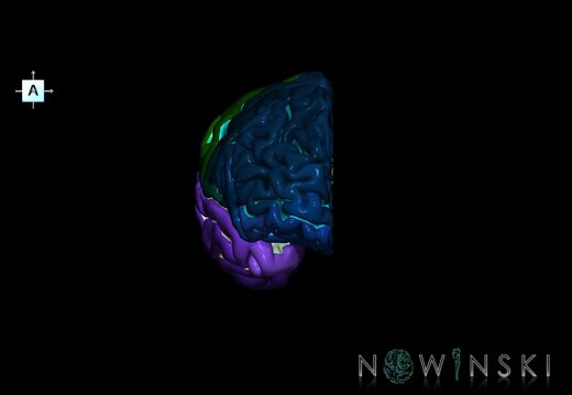 G1.T3.3.V1.C4.L0.Cerebrum right