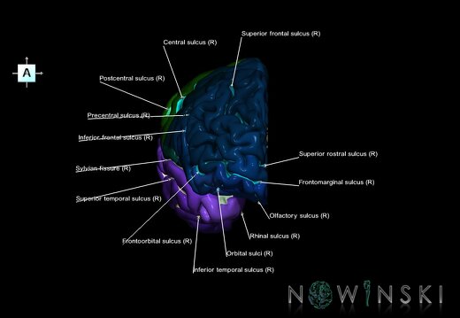 G1.T3.3.V1.C4.L1.Cerebrum right