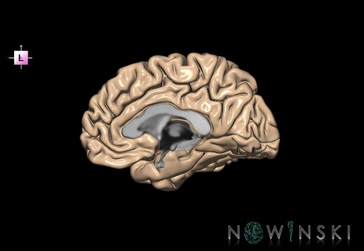 G1.T3.3.V2.C1.L0.Cerebrum right