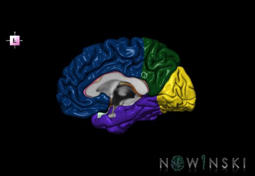G1.T3.3.V2.C2.L0.Cerebrum right