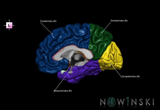 G1.T3.3.V2.C2.L1.Cerebrum right