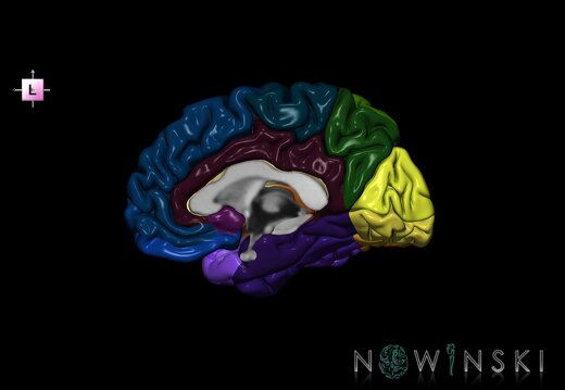 G1.T3.3.V2.C3.L0.Cerebrum right