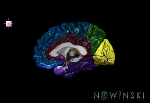 G1.T3.3.V2.C4.L0.Cerebrum right