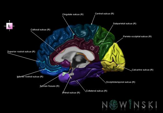 G1.T3.3.V2.C4.L1.Cerebrum right