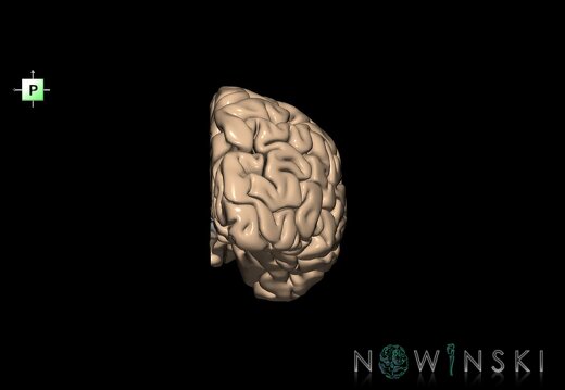 G1.T3.3.V3.C1.L0.Cerebrum right