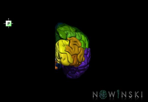 G1.T3.3.V3.C3.L0.Cerebrum right