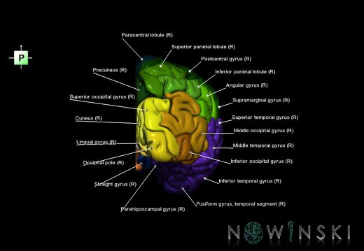 G1.T3.3.V3.C3.L1.Cerebrum right
