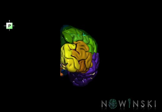 G1.T3.3.V3.C4.L0.Cerebrum right