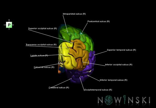 G1.T3.3.V3.C4.L1.Cerebrum right