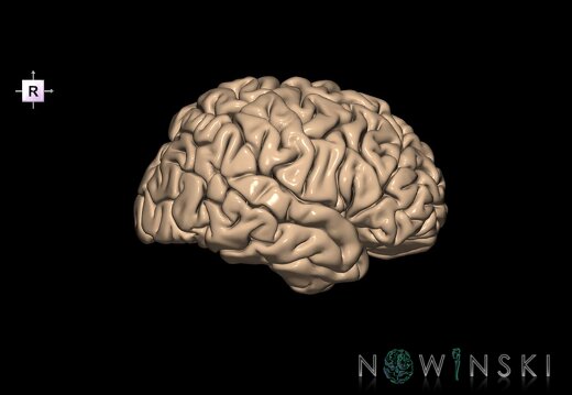 G1.T3.3.V4.C1.L0.Cerebrum right