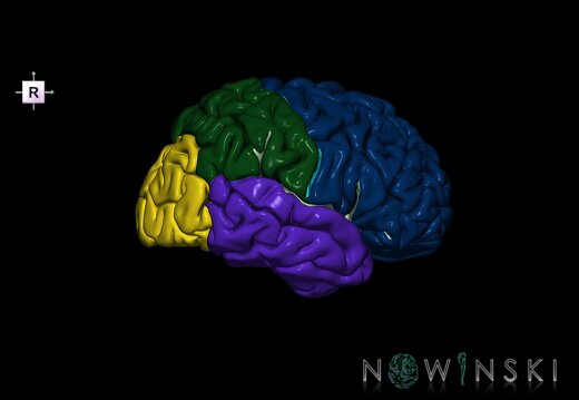 G1.T3.3.V4.C2.L0.Cerebrum right