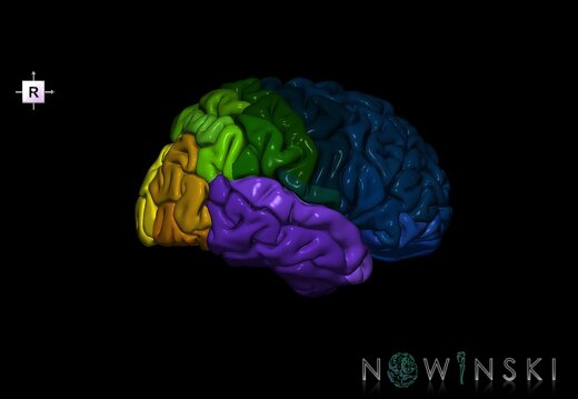 G1.T3.3.V4.C3.L0.Cerebrum right
