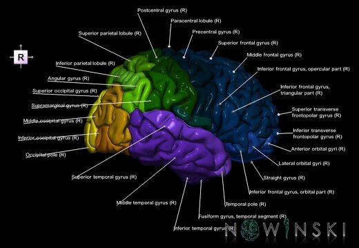 G1.T3.3.V4.C3.L1.Cerebrum right