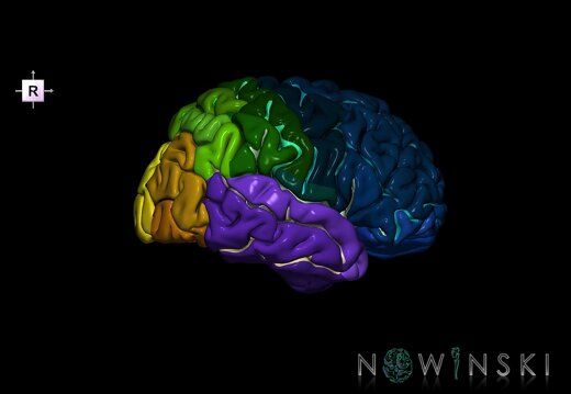 G1.T3.3.V4.C4.L0.Cerebrum right