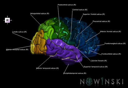 G1.T3.3.V4.C4.L1.Cerebrum right