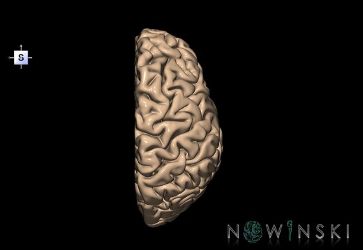 G1.T3.3.V5.C1.L0.Cerebrum right