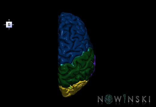 G1.T3.3.V5.C2.L0.Cerebrum right