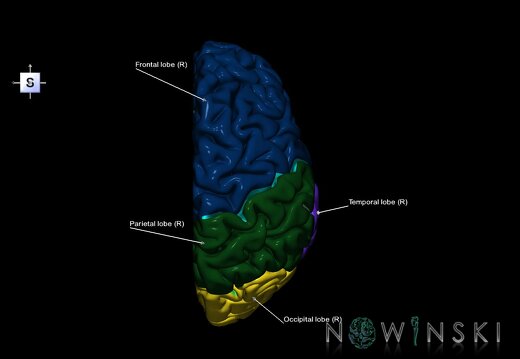 G1.T3.3.V5.C2.L1.Cerebrum right