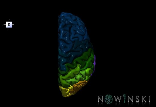 G1.T3.3.V5.C3.L0.Cerebrum right