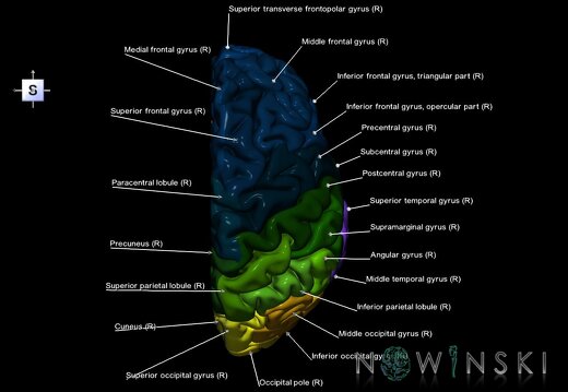 G1.T3.3.V5.C3.L1.Cerebrum right
