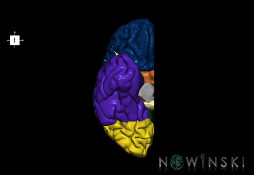 G1.T3.3.V6.C2.L0.Cerebrum right