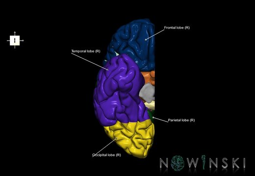 G1.T3.3.V6.C2.L1.Cerebrum right