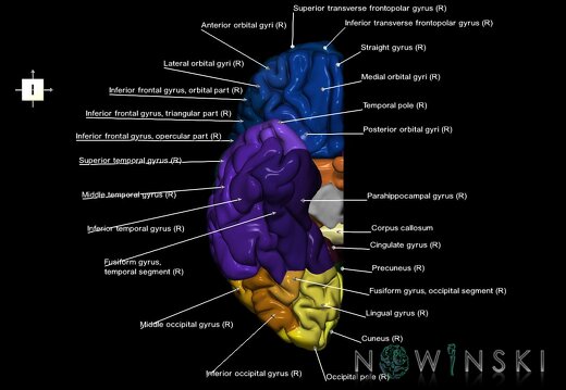 G1.T3.3.V6.C3.L1.Cerebrum right
