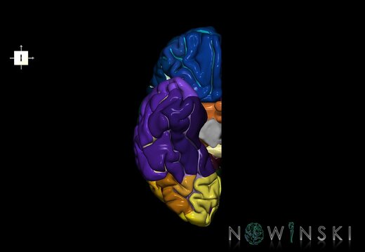 G1.T3.3.V6.C4.L0.Cerebrum right
