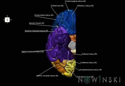G1.T3.3.V6.C4.L1.Cerebrum right