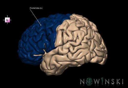 G1.T4.1.1.V2.C12.L1.Frontal lobe whole