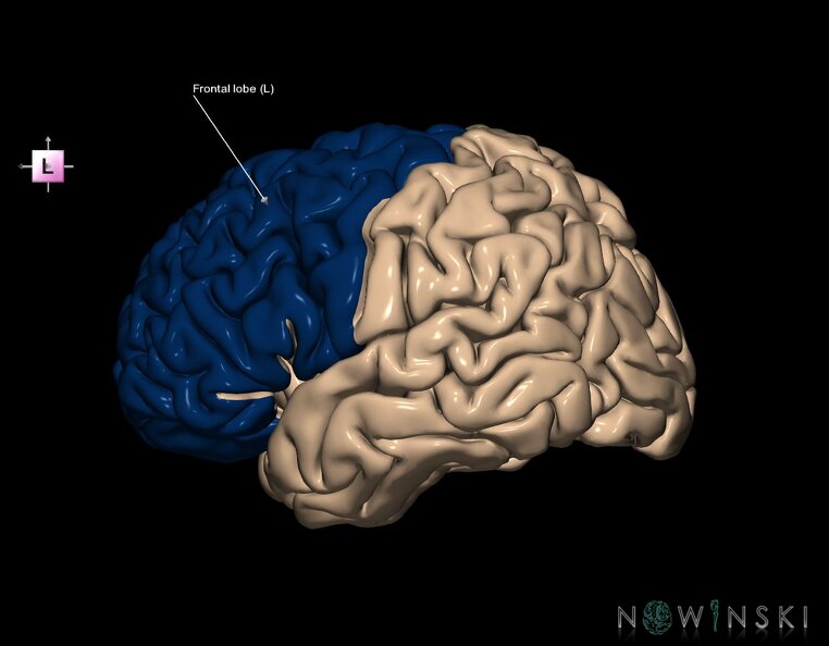 G1.T4.1.1.V2.C12.L1.Frontal_lobe_whole.tiff