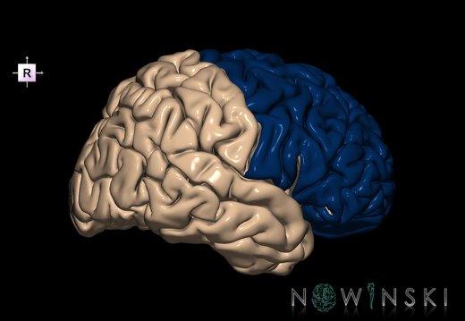 G1.T4.1.1.V4.C12.L0.Frontal lobe whole