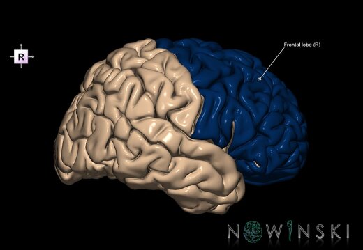 G1.T4.1.1.V4.C12.L1.Frontal lobe whole