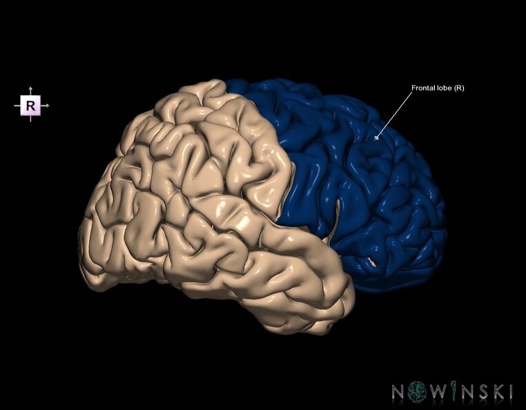 G1.T4.1.1.V4.C12.L1.Frontal_lobe_whole.tiff